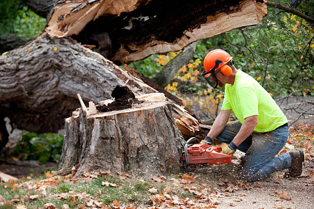 Best Root Management and Removal  in Park City, MT