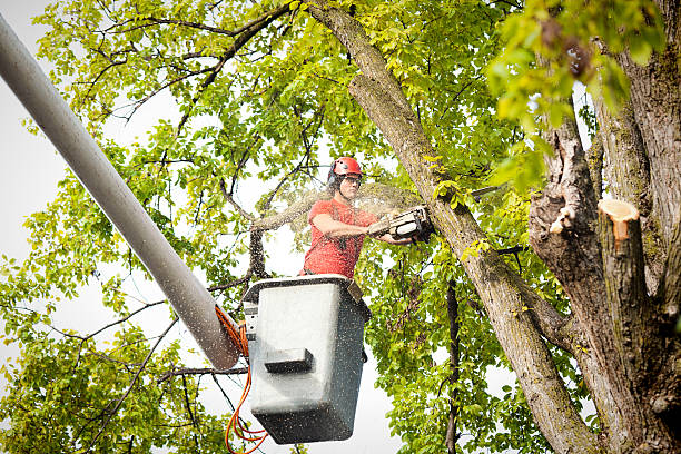 Trusted Park City, MT  Tree Services Experts